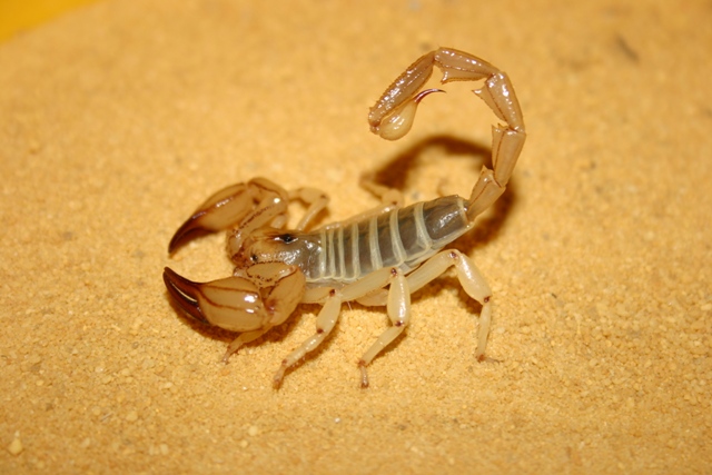 Scorpiones - Urodacus armatus